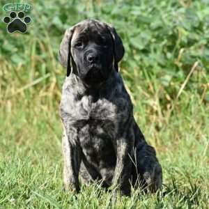 Alice, English Mastiff Puppy